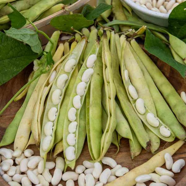 Légumes Secs - Haricot Nain à Ecosser Mogex (type Mogette) - 20 m - face recto